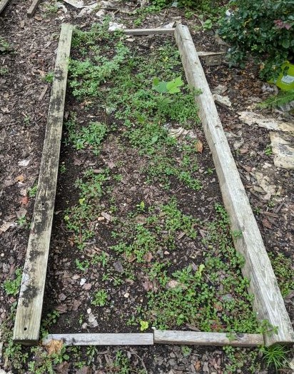 A raised garden bed full of weeds